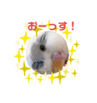 キンカチョウのPちゃんと仲間たち（個別スタンプ：10）