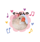 キンカチョウのPちゃんと仲間たち（個別スタンプ：12）