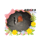キンカチョウのPちゃんと仲間たち（個別スタンプ：13）