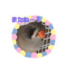 キンカチョウのPちゃんと仲間たち（個別スタンプ：15）