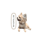チワワのももちゃん（プリンセス）（個別スタンプ：2）