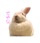 さとうさ（個別スタンプ：11）