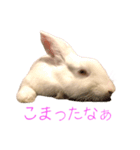 さとうさ（個別スタンプ：17）
