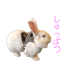 さとうさ（個別スタンプ：22）