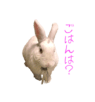 さとうさ（個別スタンプ：31）
