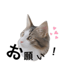 ノアさんの日常①（個別スタンプ：7）