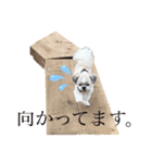 テプのスタンプ（個別スタンプ：4）