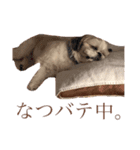 テプのスタンプ（個別スタンプ：8）