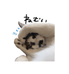 みるくちゃん。#1（個別スタンプ：16）