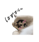 みるくちゃん。#1（個別スタンプ：22）