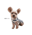 犬のきもち(ヨークシャテリア)（個別スタンプ：1）