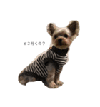 犬のきもち(ヨークシャテリア)（個別スタンプ：2）