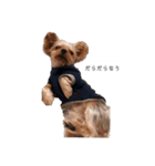 犬のきもち(ヨークシャテリア)（個別スタンプ：3）