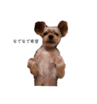 犬のきもち(ヨークシャテリア)（個別スタンプ：5）
