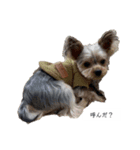 犬のきもち(ヨークシャテリア)（個別スタンプ：6）