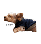 犬のきもち(ヨークシャテリア)（個別スタンプ：7）