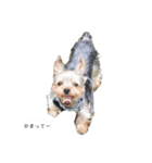 犬のきもち(ヨークシャテリア)（個別スタンプ：8）