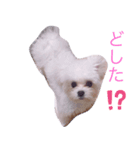 ちゃんまるの日常（個別スタンプ：1）