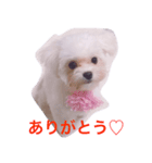 ちゃんまるの日常（個別スタンプ：7）