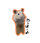 つくね（キンクマハムスター）（個別スタンプ：1）
