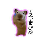 つくね（キンクマハムスター）（個別スタンプ：3）