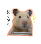 つくね（キンクマハムスター）（個別スタンプ：5）