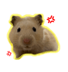 つくね（キンクマハムスター）（個別スタンプ：10）