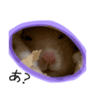 つくね（キンクマハムスター）（個別スタンプ：11）