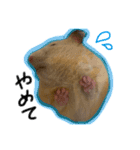 つくね（キンクマハムスター）（個別スタンプ：14）