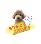 使える！トイプー♡あんず♡の挨拶スタンプ（個別スタンプ：1）