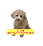 使える！トイプー♡あんず♡の挨拶スタンプ（個別スタンプ：2）