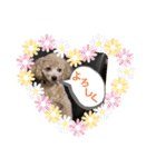 使える！トイプー♡あんず♡の挨拶スタンプ（個別スタンプ：12）