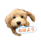 使える！トイプー♡あんず♡の挨拶スタンプ（個別スタンプ：15）