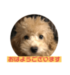 使える！トイプー♡あんず♡の挨拶スタンプ（個別スタンプ：17）