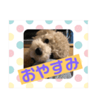 使える！トイプー♡あんず♡の挨拶スタンプ（個別スタンプ：23）