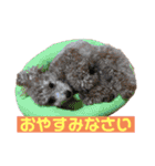使える！トイプー♡あんず♡の挨拶スタンプ（個別スタンプ：24）