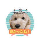 使える！トイプー♡あんず♡の挨拶スタンプ（個別スタンプ：29）