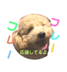 使える！トイプー♡あんず♡の挨拶スタンプ（個別スタンプ：36）