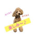 使える！トイプー♡あんず♡の挨拶スタンプ（個別スタンプ：38）