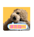 使える！トイプー♡あんず♡の挨拶スタンプ（個別スタンプ：39）