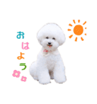 トイプードルの にこちゃん 2（個別スタンプ：2）