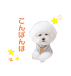 トイプードルの にこちゃん 2（個別スタンプ：4）