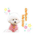トイプードルの にこちゃん 2（個別スタンプ：5）