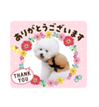 トイプードルの にこちゃん 2（個別スタンプ：8）