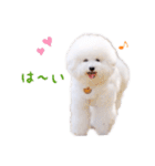 トイプードルの にこちゃん 2（個別スタンプ：9）