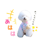 トイプードルの にこちゃん 2（個別スタンプ：12）