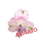 HANAKOTOBA02（個別スタンプ：2）