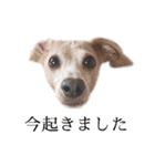 りん様ほとけ様お犬様（個別スタンプ：1）