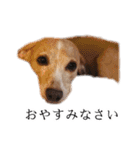 りん様ほとけ様お犬様（個別スタンプ：2）