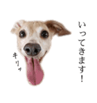 りん様ほとけ様お犬様（個別スタンプ：3）